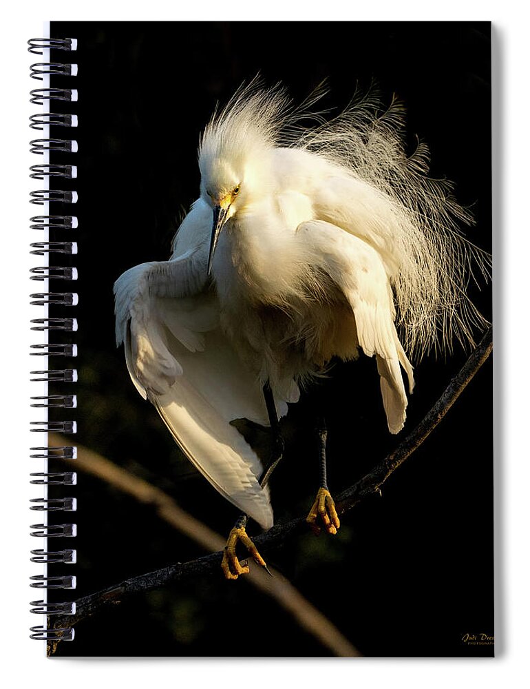 Snowy Egret Spiral Notebook featuring the photograph Snowy Beauty #2 by Judi Dressler