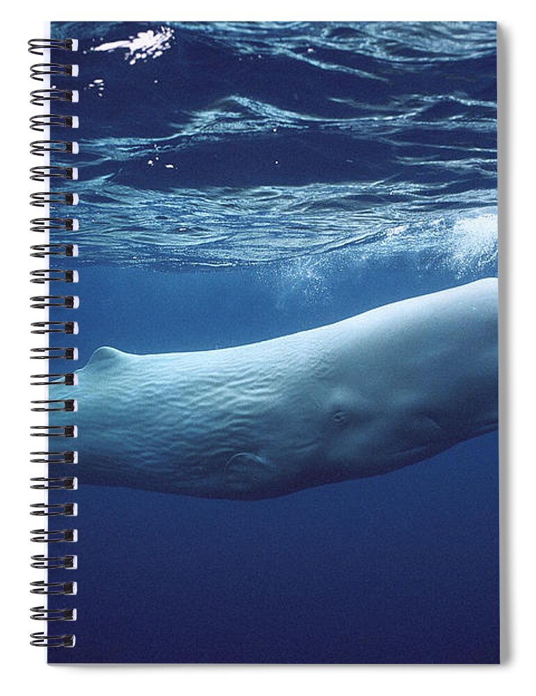 00270022 Spiral Notebook featuring the photograph White Sperm Whale #1 by Hiroya Minakuchi