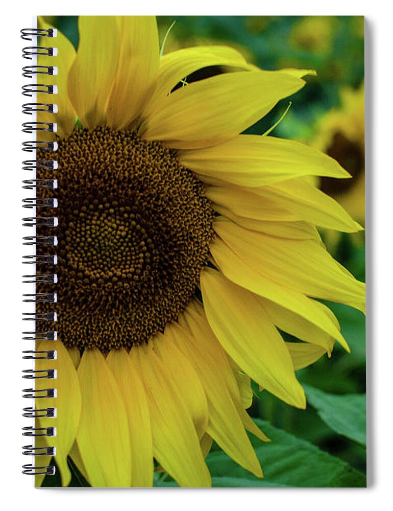 Winterpacht Spiral Notebook featuring the photograph Sunflower Fields #2 by Miguel Winterpacht