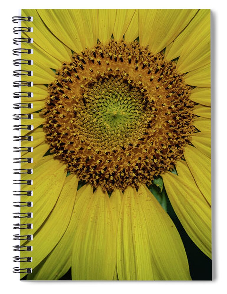 Beshers Spiral Notebook featuring the photograph Sunflowers in Bloom #3 by Thomas Marchessault