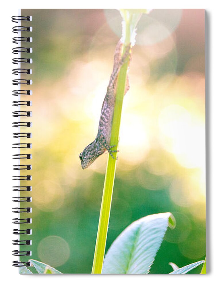 Animal Spiral Notebook featuring the photograph Suspended headlong lizard #2 by Amanda Mohler