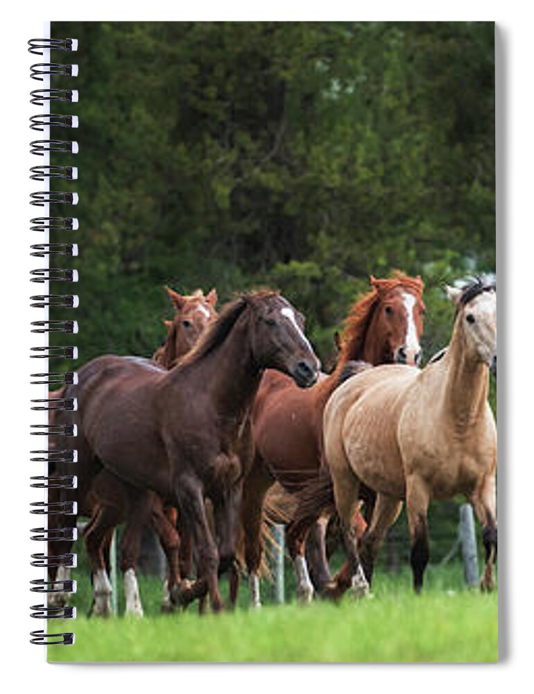 Horses Spiral Notebook featuring the photograph The Herd #2 by Ryan Courson
