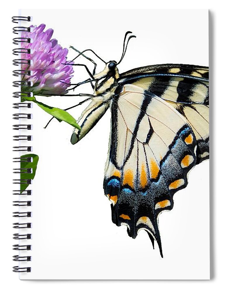 Tiger Swallowtail Butterfly Spiral Notebook featuring the photograph Tiger Swallowtail Butterfly by Holden The Moment