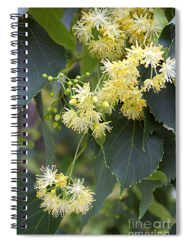 Linden Spiral Notebook featuring the photograph Tilia Cordata #2 by Scimat