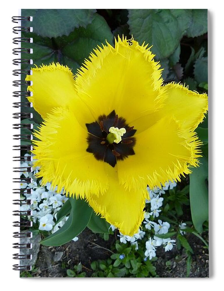 Tulip Spiral Notebook featuring the photograph Tulip #2 by Mariel Mcmeeking