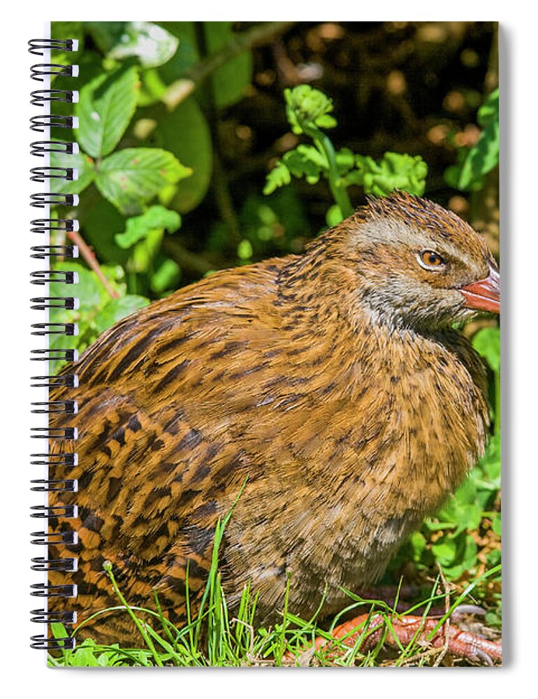 Weka Spiral Notebook featuring the photograph Weka by Patricia Hofmeester