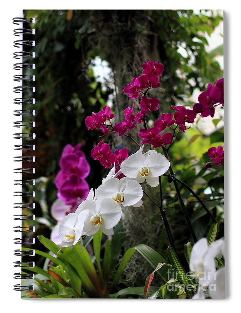 Spiral Notebook featuring the photograph White Phalaenopsis Orchids #2 by Angela Rath
