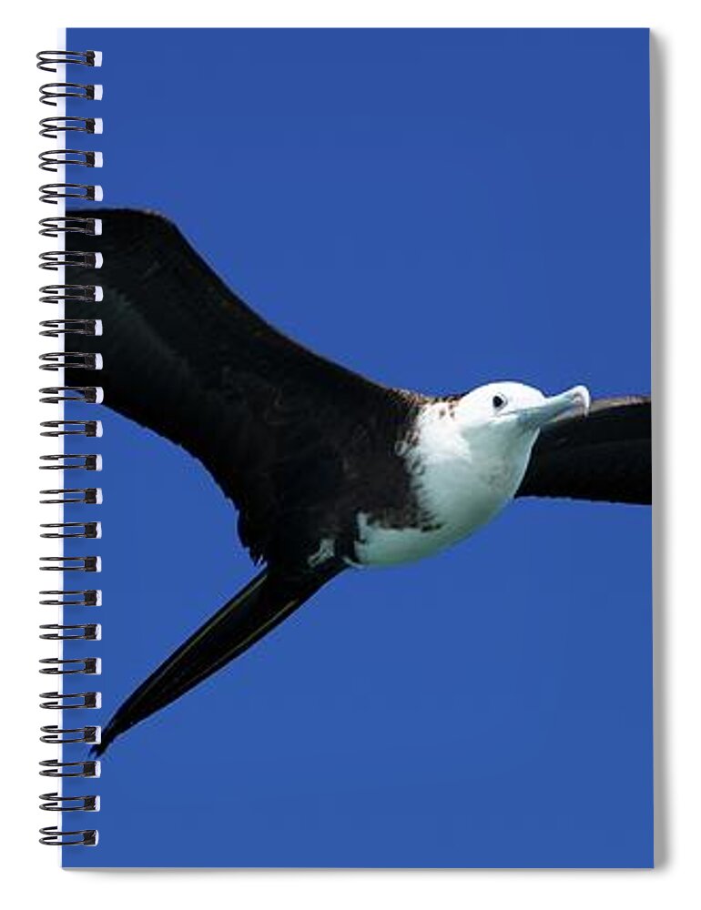 Wildlife Spiral Notebook featuring the photograph Wildlife in Mexico #1 by Robert Grac