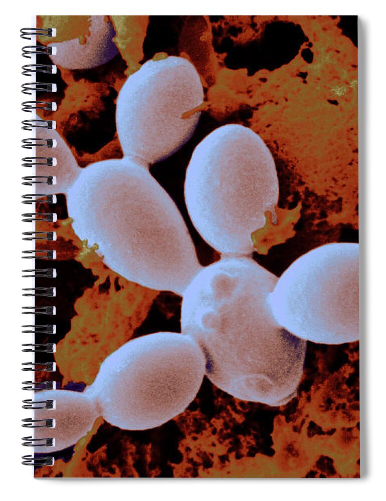 Sem Spiral Notebook featuring the photograph Yeast Cells #2 by Scimat