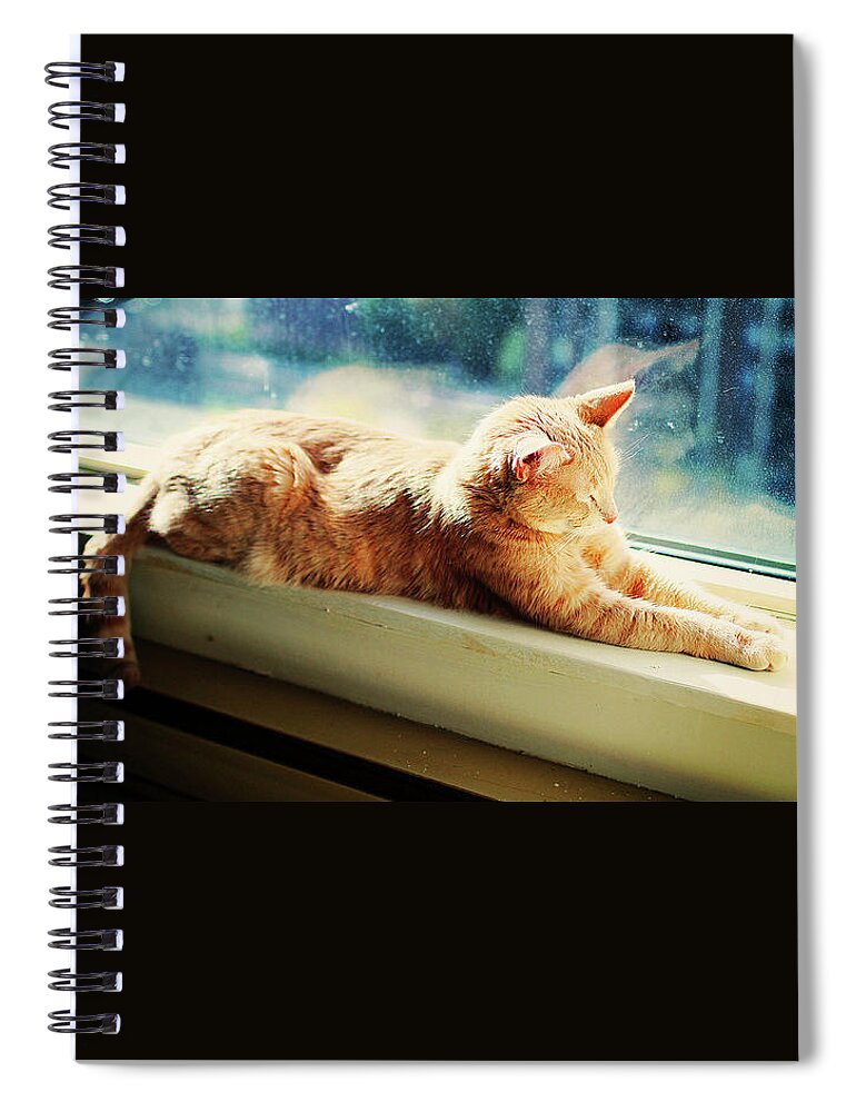 Cat Spiral Notebook featuring the photograph Cat #217 by Jackie Russo