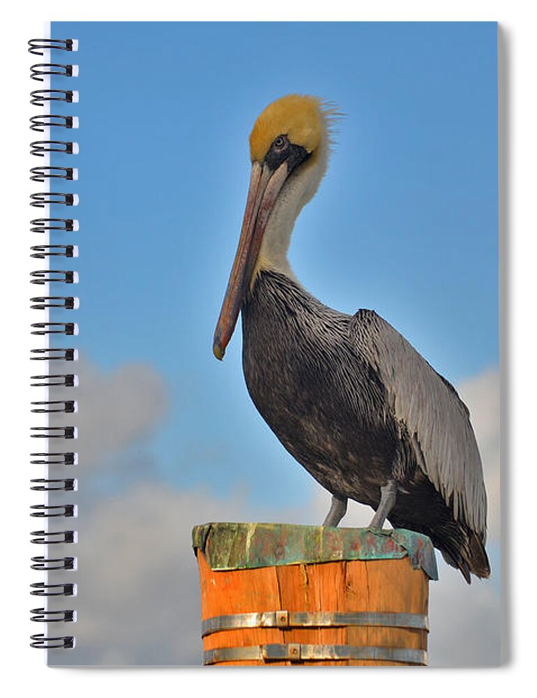 Pelican Spiral Notebook featuring the photograph 24- Pelican by Joseph Keane