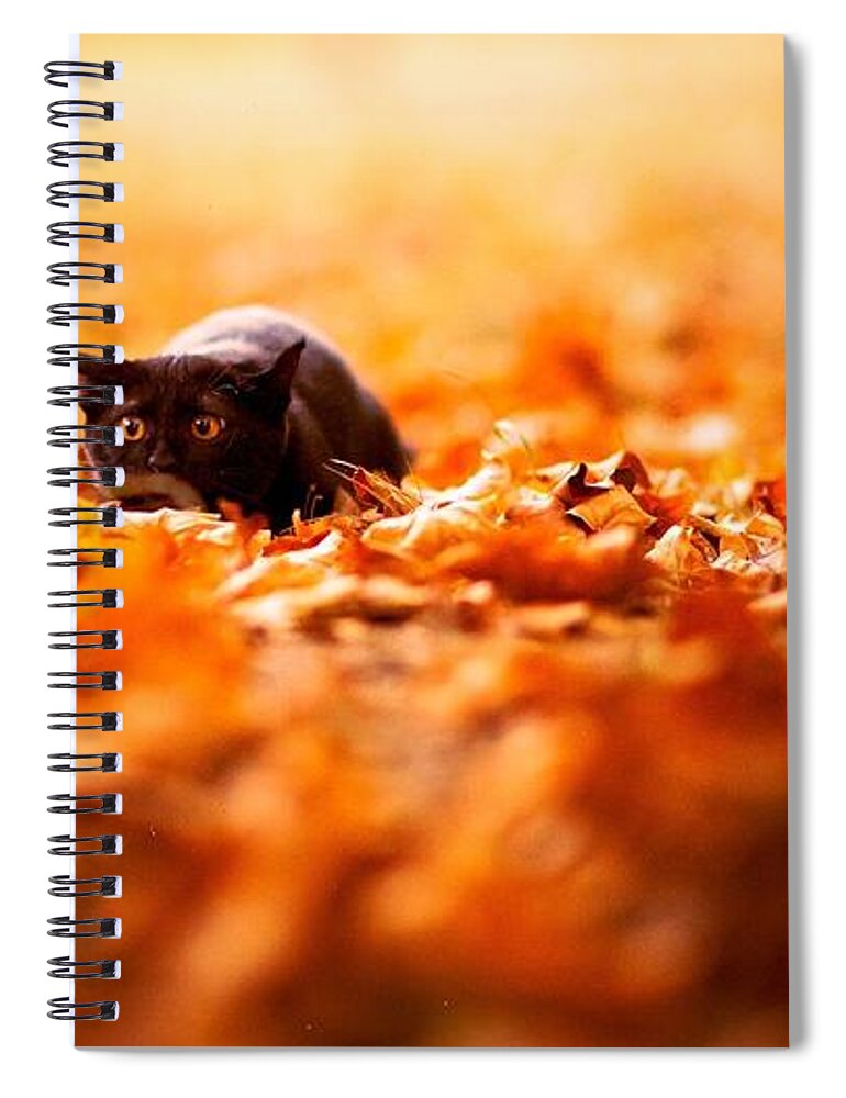 Cat Spiral Notebook featuring the photograph Cat #27 by Jackie Russo