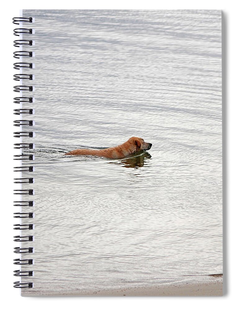 Golden Labrador Retriever Spiral Notebook featuring the photograph 3 - Golden Lab Lovin Life by Joseph Keane