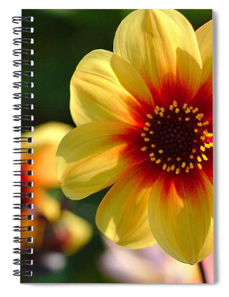 Flowers Spiral Notebook featuring the photograph Autumn Flowers #3 by Jeremy Hayden