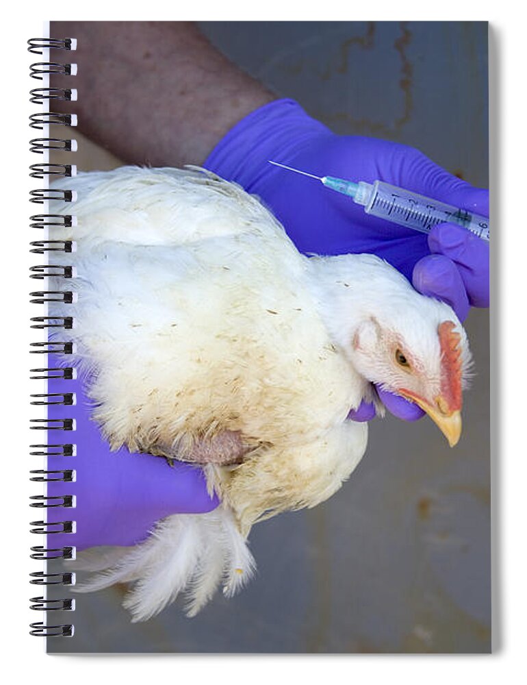 Bird Flu Spiral Notebook featuring the photograph Bird Flu Inspection #3 by Inga Spence