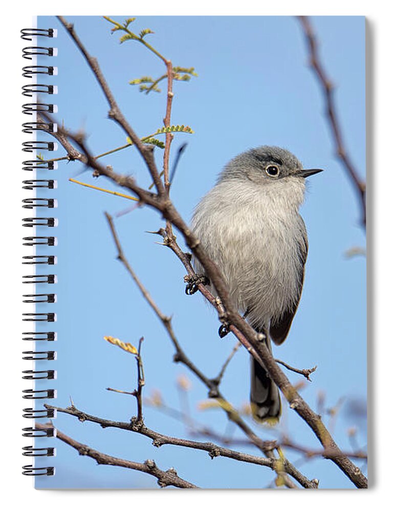 Black-tailed Gnatcatcher Spiral Notebook featuring the photograph Black-Tailed Gnatcatcher #3 by Dan McManus