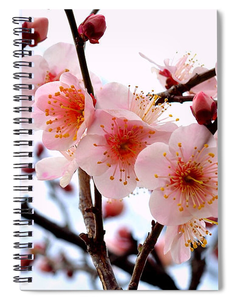Blossom Spiral Notebook featuring the photograph Blossom #3 by Jackie Russo