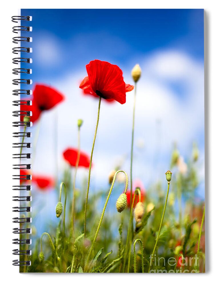 Poppy Spiral Notebook featuring the photograph Corn Poppy Flowers #3 by Nailia Schwarz
