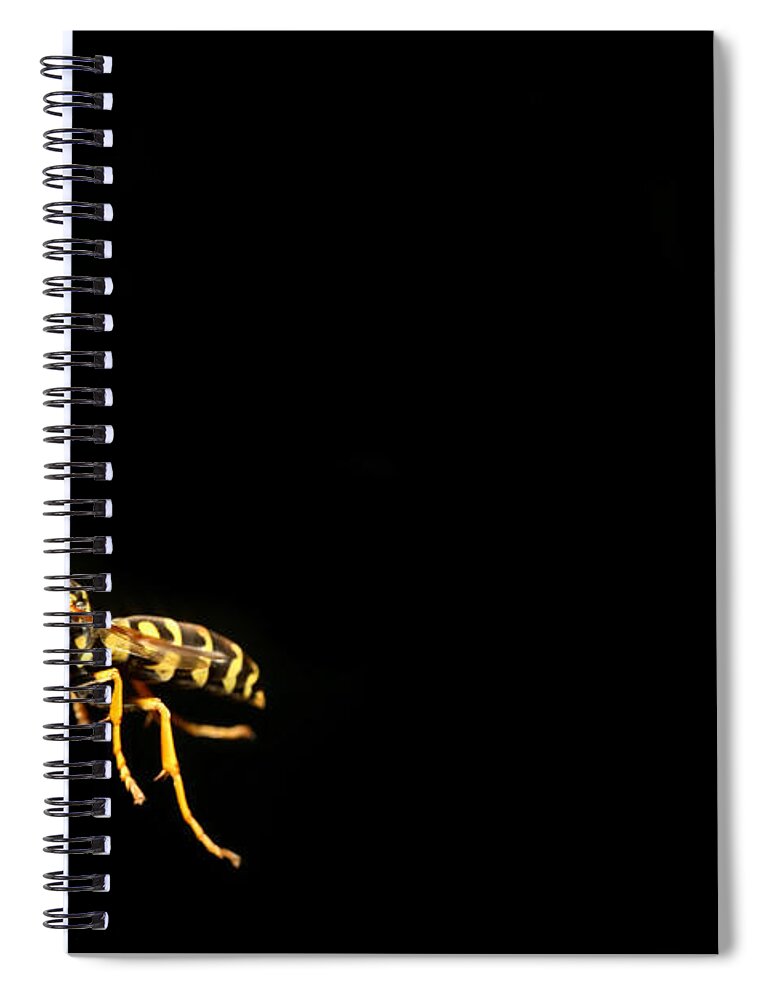 Eastern Yellow Jacket Spiral Notebook featuring the photograph Eastern Yellow Jacket Wasp In Flight #3 by Ted Kinsman