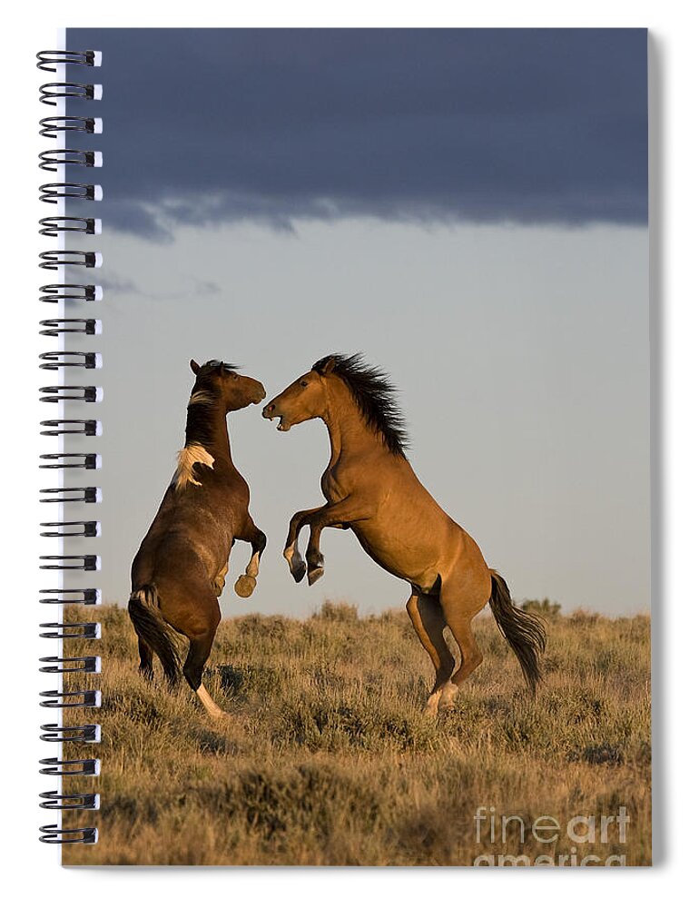 Horse Spiral Notebook featuring the photograph Fighting Stallions #3 by Jean-Louis Klein & Marie-Luce Hubert