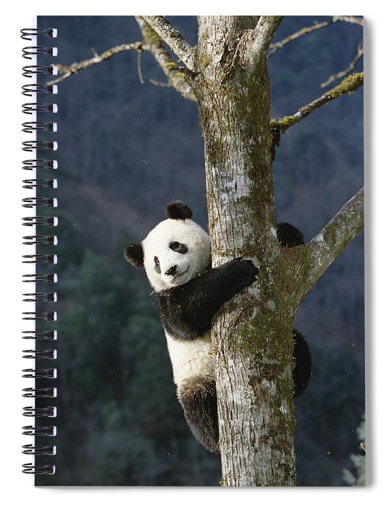 Mp Spiral Notebook featuring the photograph Giant Panda Ailuropoda Melanoleuca #3 by Konrad Wothe