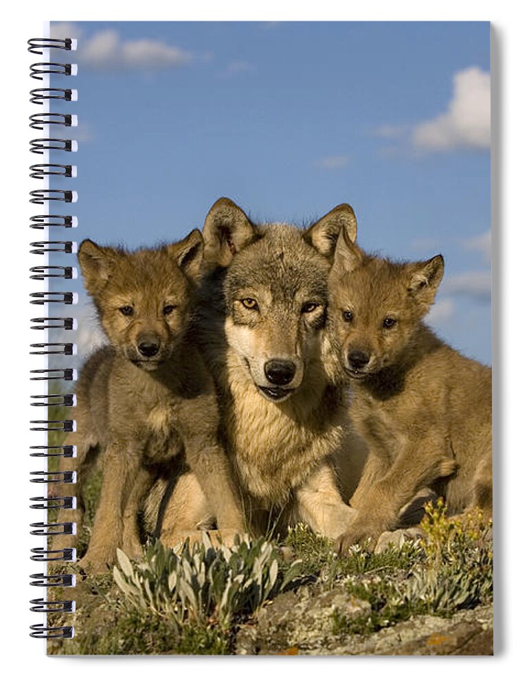 Gray Wolf Spiral Notebook featuring the photograph Gray Wolf And Cubs #3 by Jean-Louis Klein & Marie-Luce Hubert