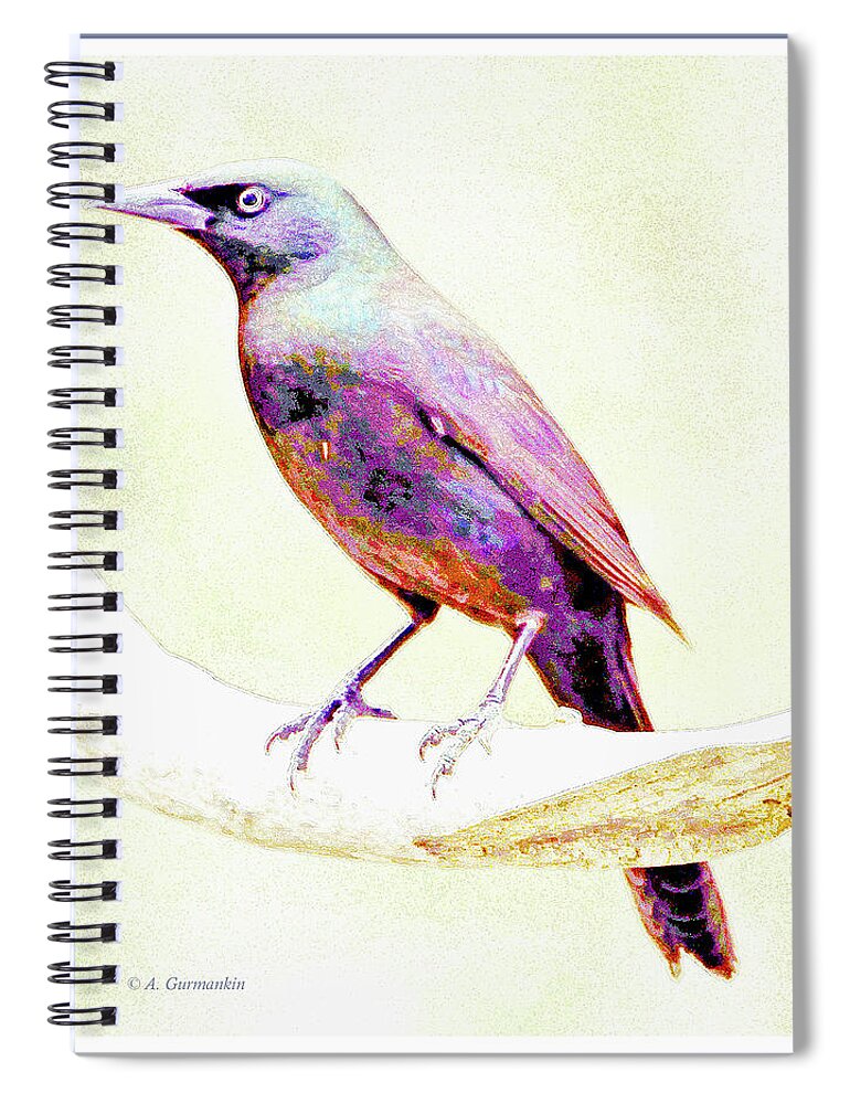 Great-tailed Grackle Spiral Notebook featuring the photograph Great-tailed Grackle #3 by A Macarthur Gurmankin