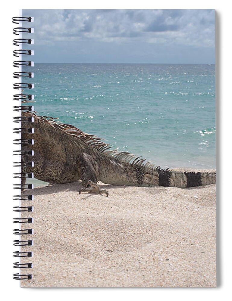 Beach Spiral Notebook featuring the photograph Green Iguana on the beach #3 by Anthony Totah