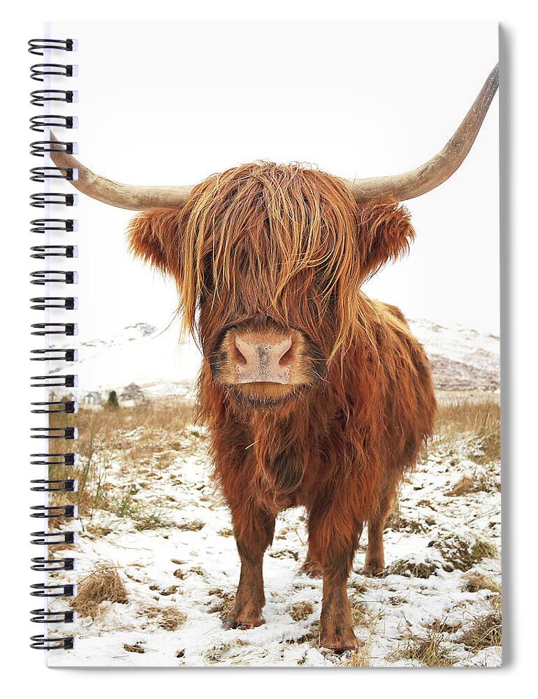 Highland Cattle Spiral Notebook featuring the photograph Highland Cow by Grant Glendinning