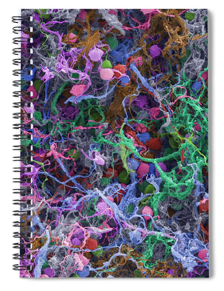 Neuron Spiral Notebook featuring the photograph Human Brain Cells, Sem #3 by Ted Kinsman