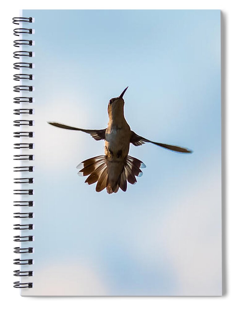 Hummingbird Spiral Notebook featuring the photograph Hummingbird #3 by Holden The Moment