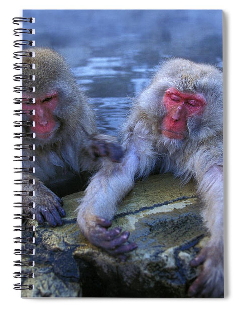 Japanese Macaque Spiral Notebook featuring the photograph Japanese Macaque Macaca Fuscata #3 by Gerard Lacz