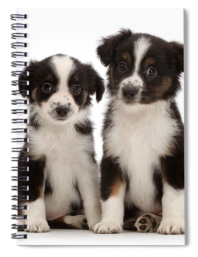 Nature Spiral Notebook featuring the photograph Mini American Shepherd Puppies #3 by Mark Taylor