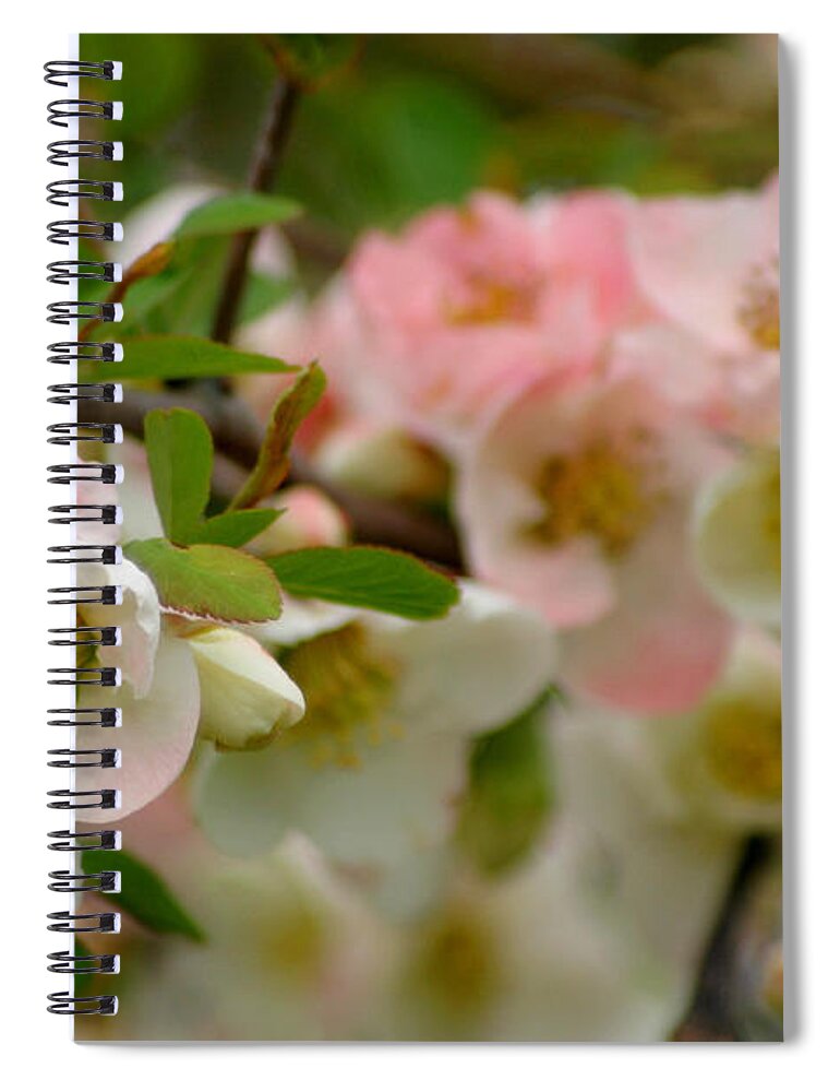 Flowering Quince Spiral Notebook featuring the photograph Peaches and Cream #3 by Living Color Photography Lorraine Lynch