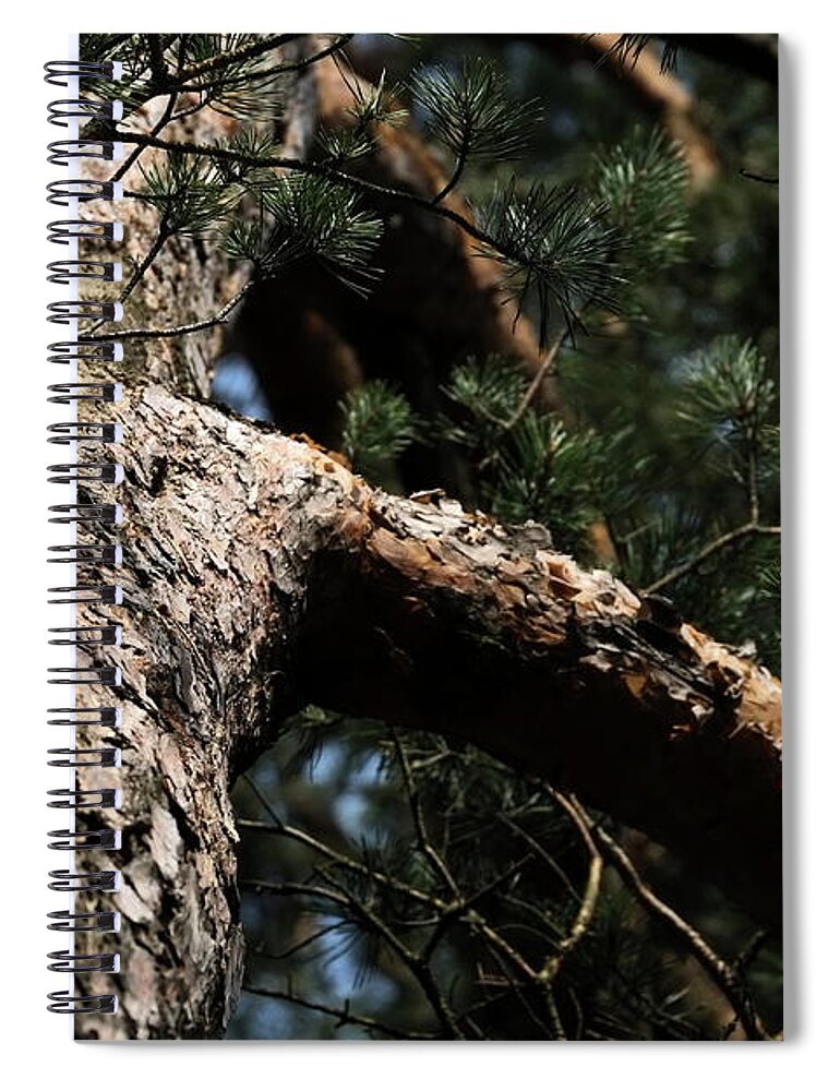 Forest Spiral Notebook featuring the photograph Pine Tree #7 by Dariusz Gudowicz