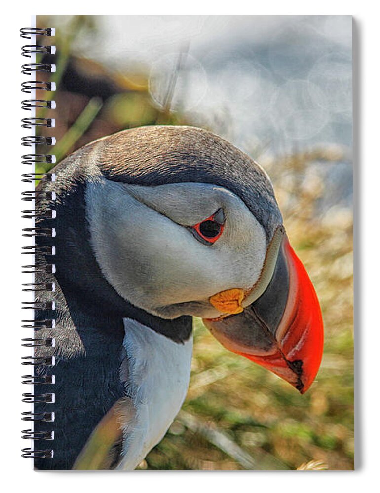 Atlantic Spiral Notebook featuring the photograph Puffin by Patricia Hofmeester