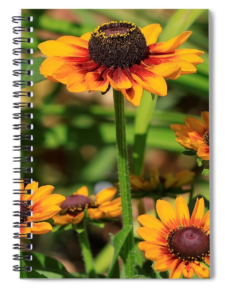 Mccombie Spiral Notebook featuring the photograph Rudbeckia named Toto Rustic #2 by J McCombie