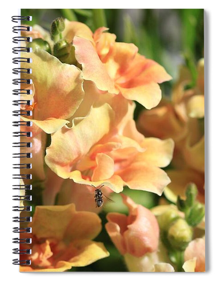 Mccombie Spiral Notebook featuring the photograph Snapdragon named Twinny Peach #2 by J McCombie