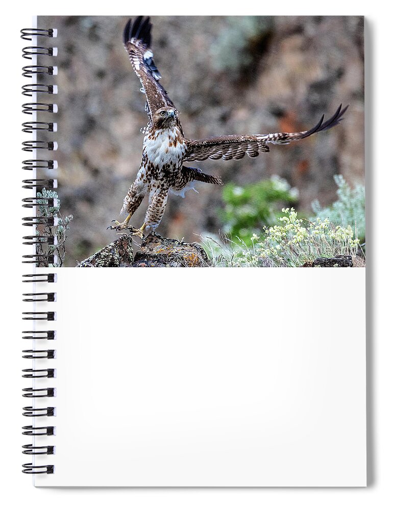 Bald Eagle Spiral Notebook featuring the photograph Red-Tail Take-off by Michael Dawson
