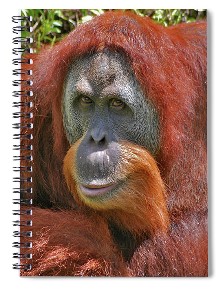 Bonnie Spiral Notebook featuring the photograph 31- Orangutan by Joseph Keane