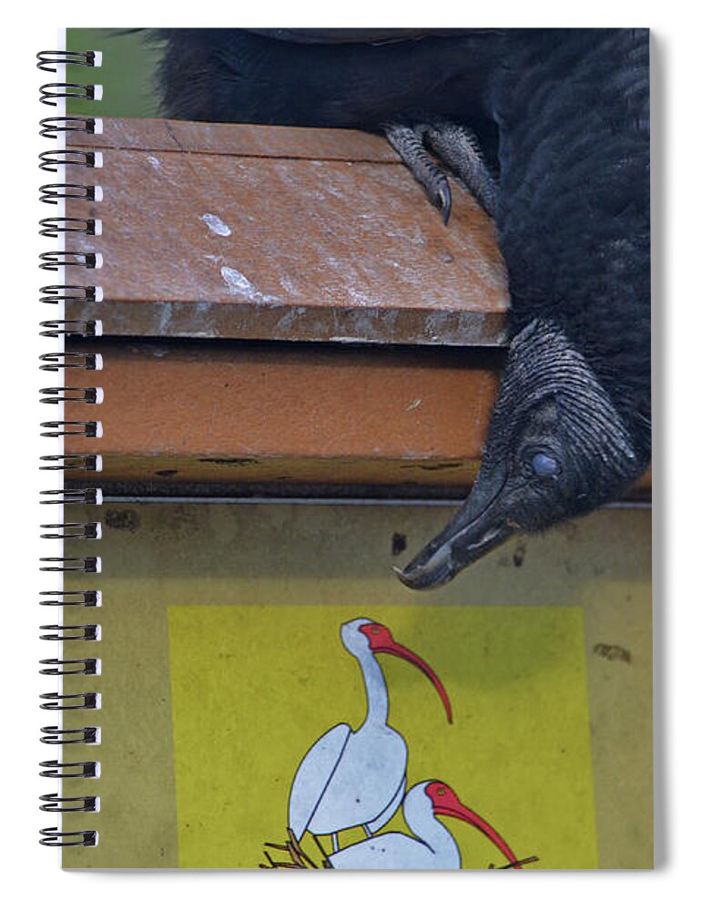 Black Vulture Spiral Notebook featuring the photograph 32- Vulture In Love by Joseph Keane
