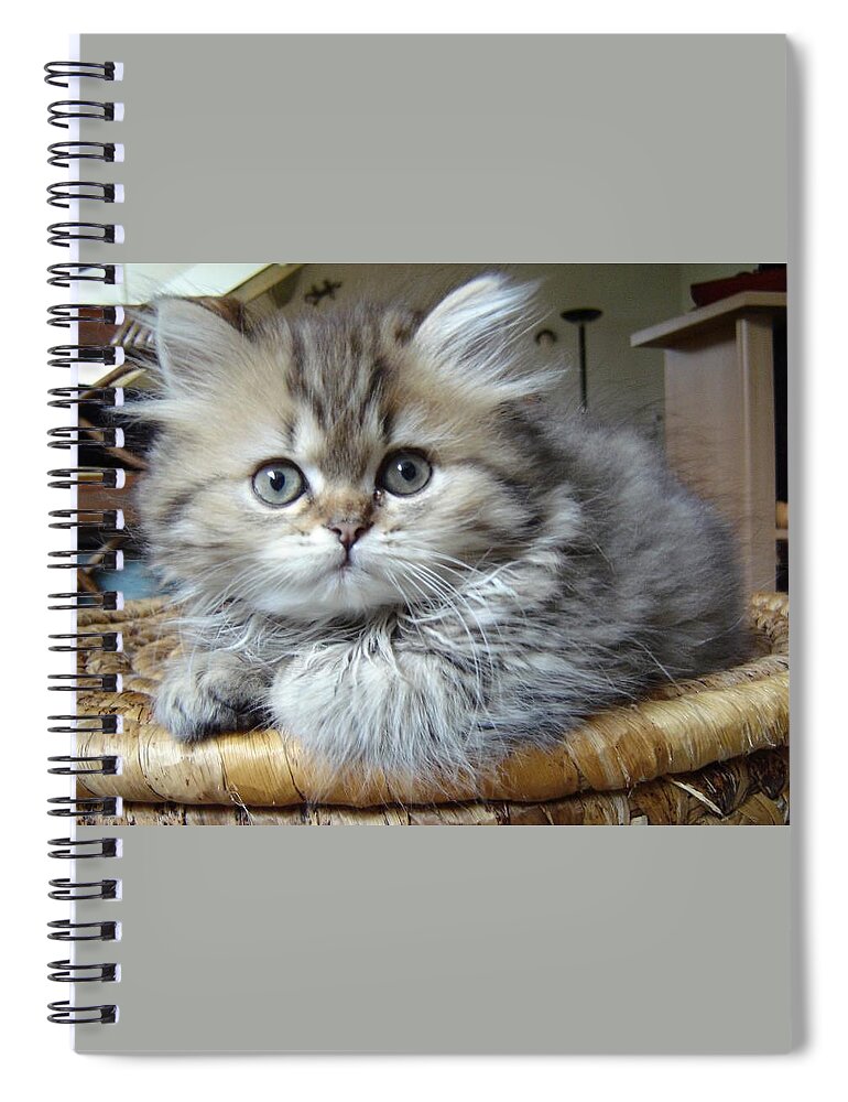 Cat Spiral Notebook featuring the photograph Cat #33 by Jackie Russo
