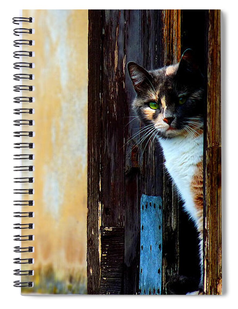 Cat Spiral Notebook featuring the photograph Cat #34 by Jackie Russo