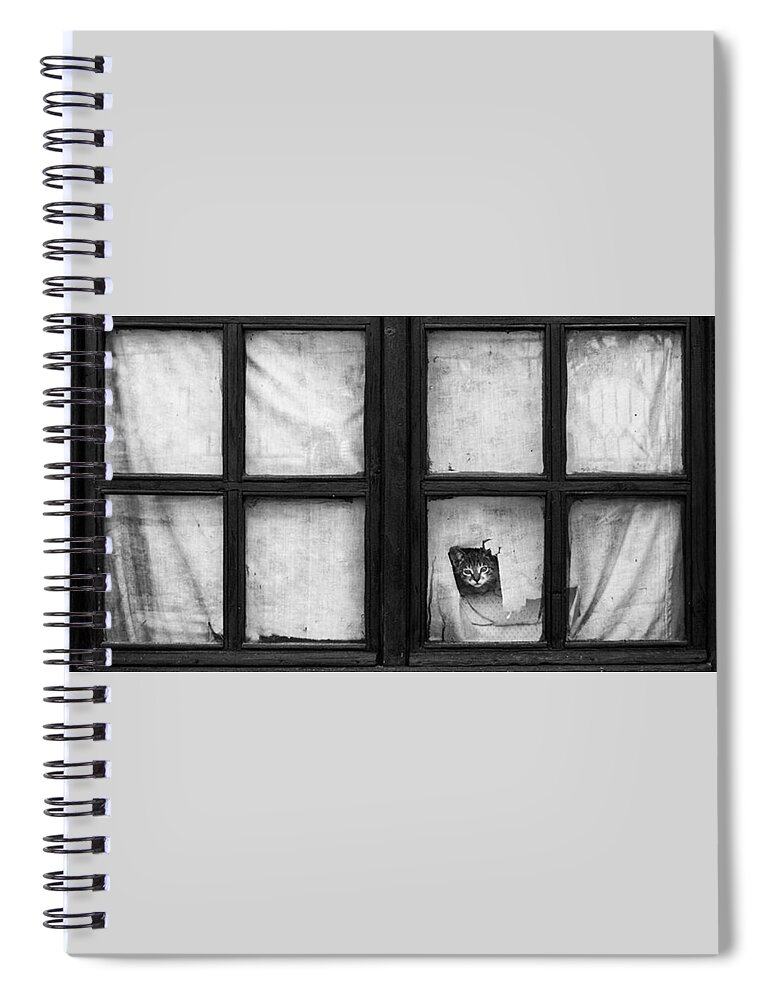 Cat Spiral Notebook featuring the photograph Cat #37 by Mariel Mcmeeking