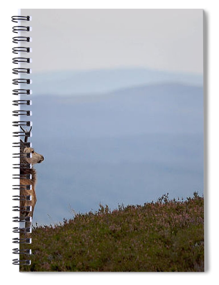 Red Deer Stag Spiral Notebook featuring the photograph Red Deer Stag #37 by Gavin MacRae