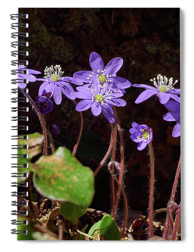 Finland Spiral Notebook featuring the photograph Anemone hepatica #4 by Jouko Lehto