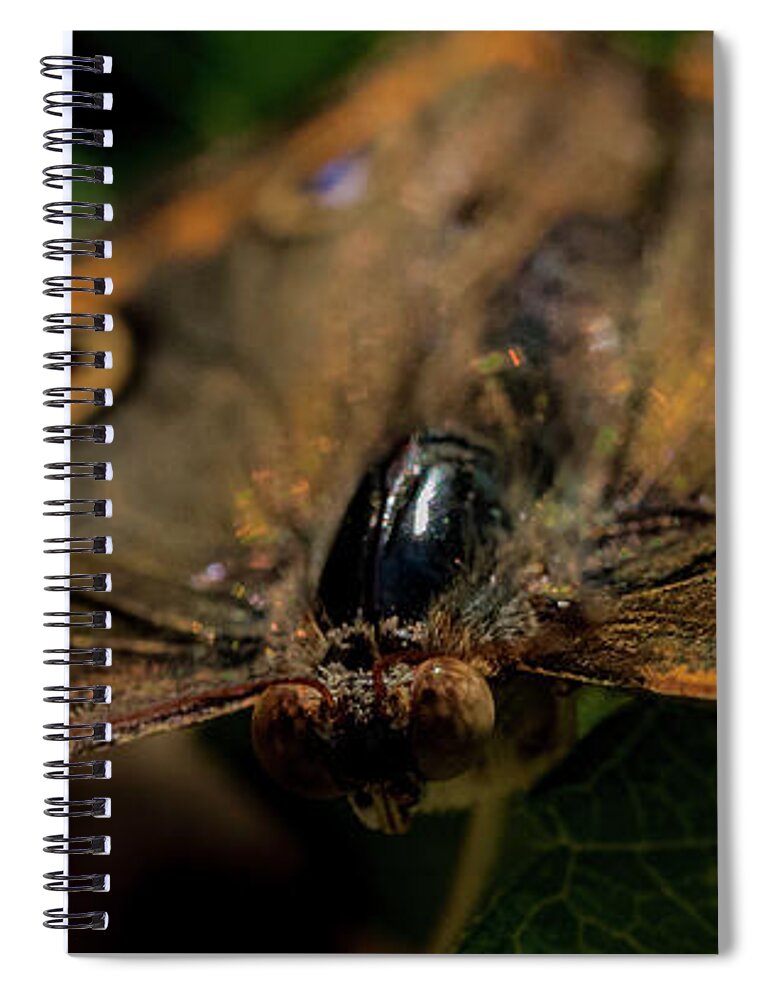 Jay Stockhaus Spiral Notebook featuring the photograph Butterfly #4 by Jay Stockhaus