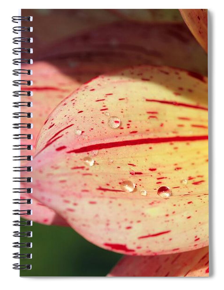 Mccombie Spiral Notebook featuring the photograph Dahlia named Nonette #5 by J McCombie