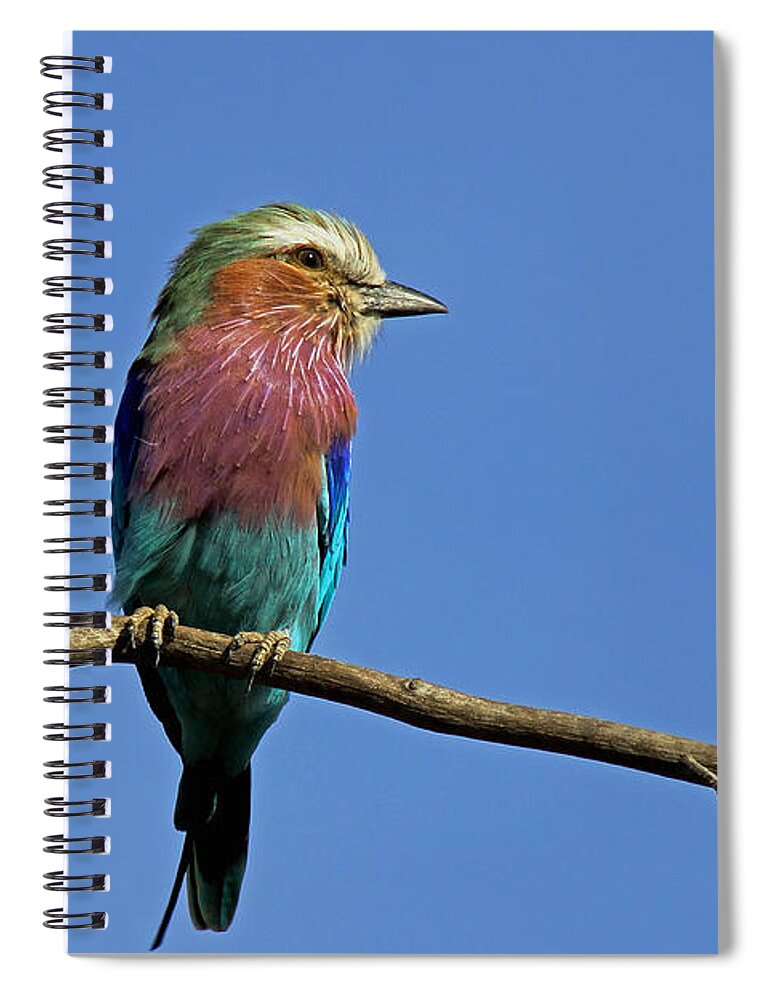 Botswana Spiral Notebook featuring the photograph Lilac Breasted Roller #4 by Tony Murtagh