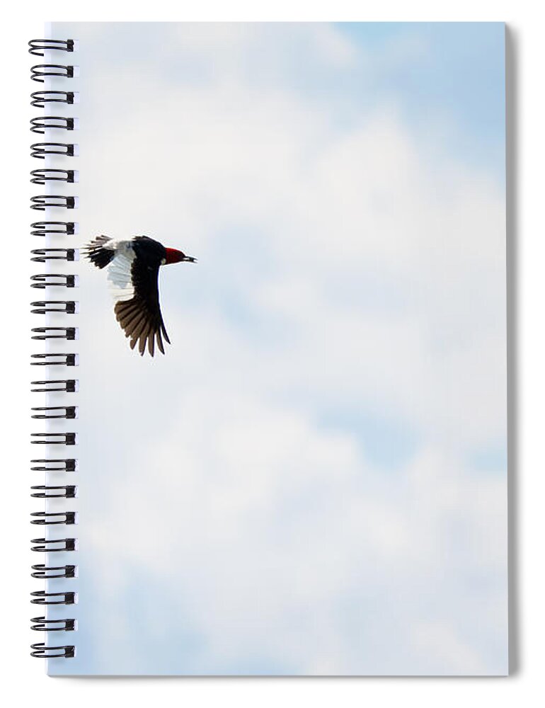 Red-headed Woodpecker Spiral Notebook featuring the photograph Red-Headed Woodpecker by Holden The Moment